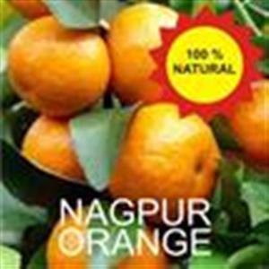 Orange Nagpur /Santara (4 pcs - 450 -500g)
